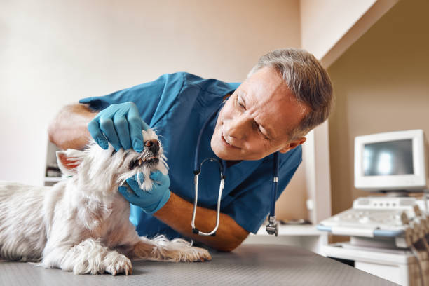 Best Emergency Dentist for Lost Fillings or Crowns in Chittenango, NY
